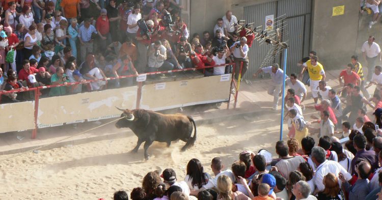 Imagen del toro enmaromado de Benavente. 