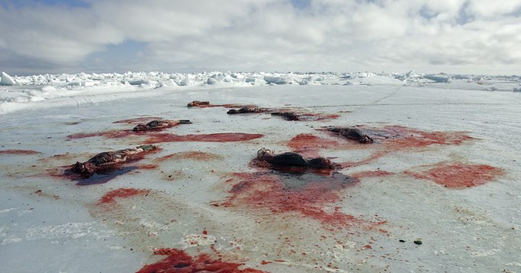Imagen de cadáveres de focas en Canadá. 