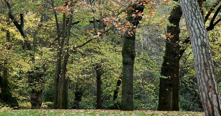 Alameda de Osuna en Primavera