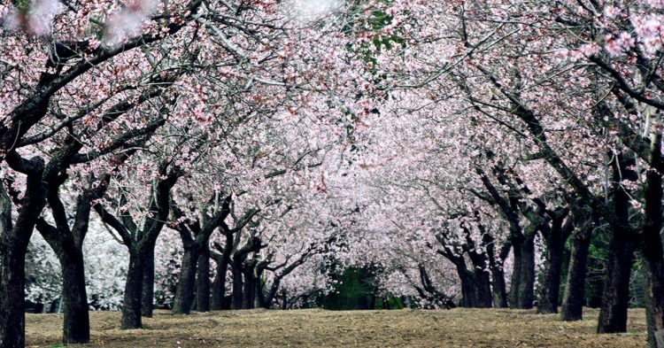 Quinta de los Molinos en primavera