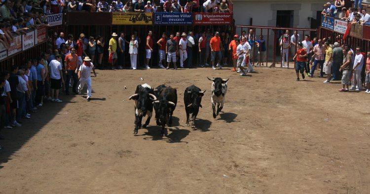 Imagen de unos toros en Coria, en Cáceres.
