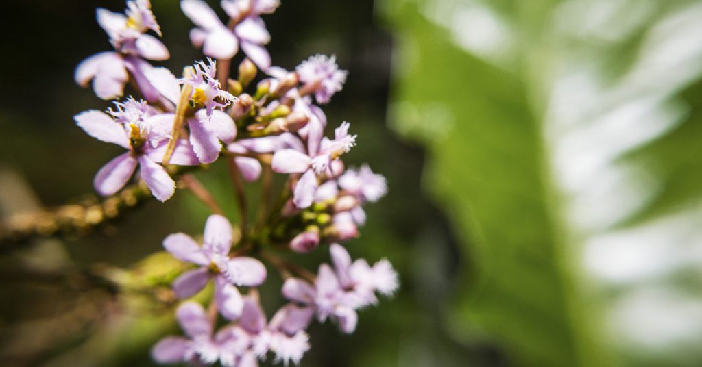 Sigue leyendo Descubre Chachapoyas: una maravillosa ciudad en Perú