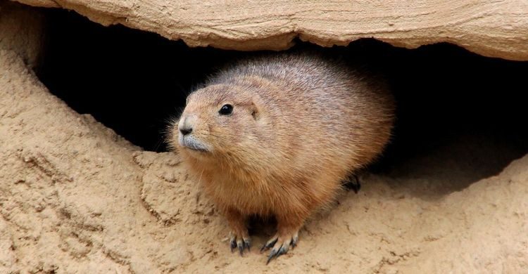 3. La marmota Phil