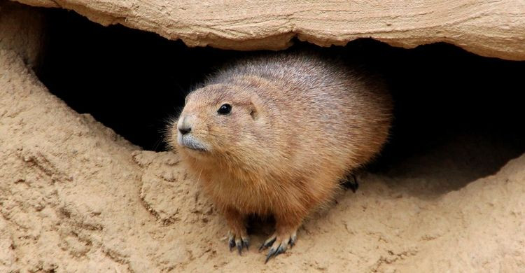 La marmota Phil (ipixabay)