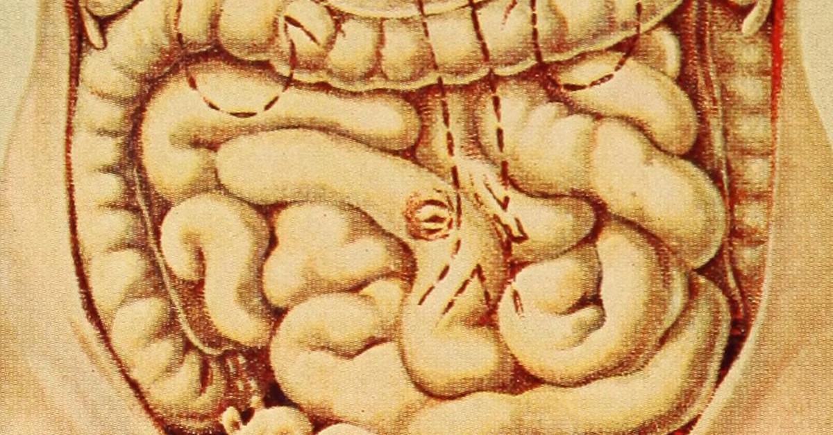 El tracto intestinal se expande