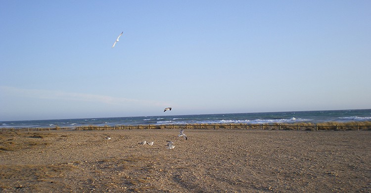 Vistas de la playa de Torregarcía, Retamar