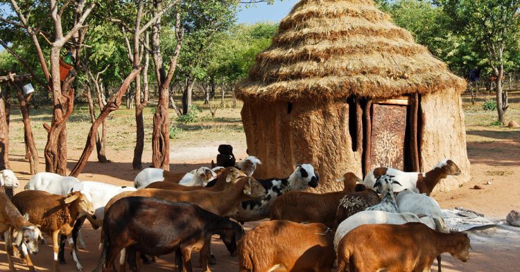 Imagen de un rebaño de ovejas en un poblado en África. 