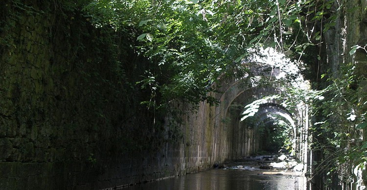 Selva de Irate en primavera
