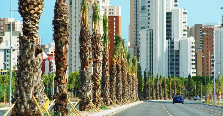 Elche en fiestas de San Juan