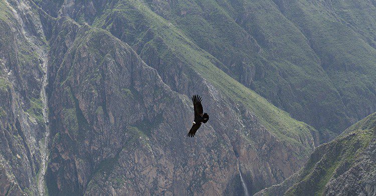 Cóndor en el Colca ©Renzo Tasso/PROMPERÚ