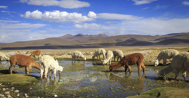 Valle del Colca ©istock/ PROMPERÚ