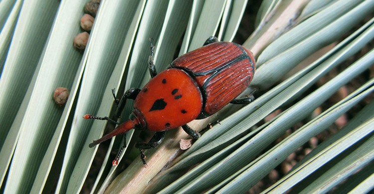Picudo rojo