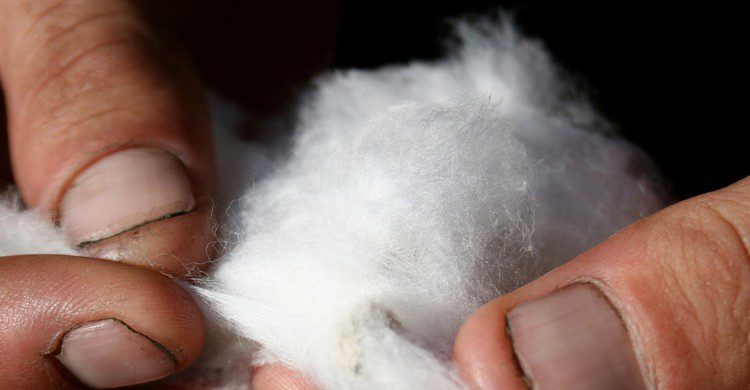 El algodón puede salvarnos de un apuro en una acampada (Fuente: Ramon / Flickr)