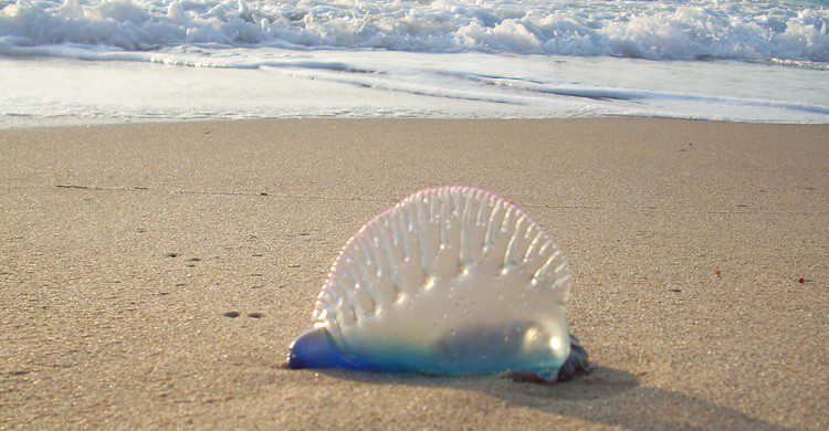 La bella pero peligrosa Carabella Portuguesa (Fuente: Martin Kalfatovic / Flickr)