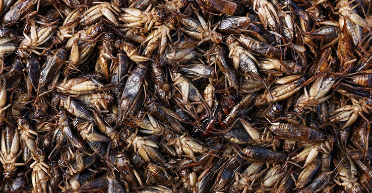 Grillos tailandeses comestibles