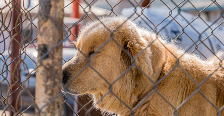 sopa de perro en Corea