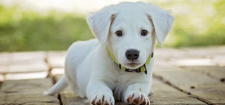 5. Evita lugares con enfermedades caninas