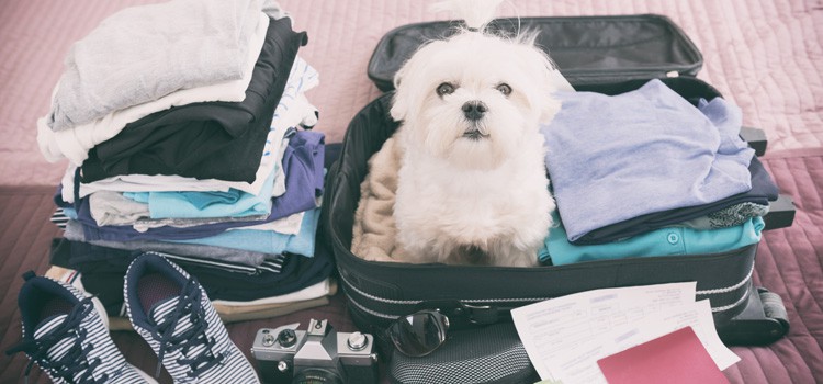 2. Relaja a tu perro acostumbrándolo a viajar