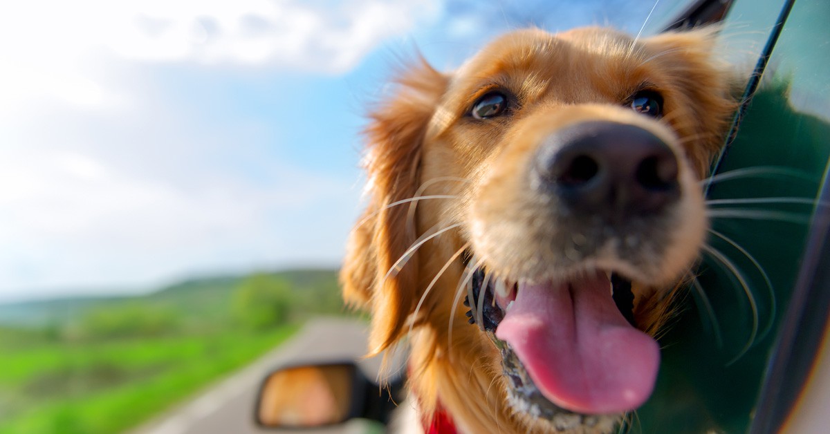 5 consejos para viajar con tu perro estas vacaciones