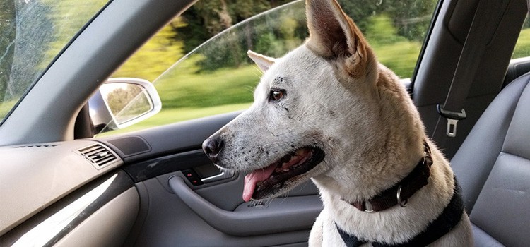 1. Silla para viajar en coche