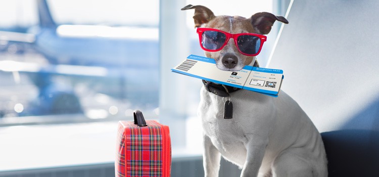 4. Organiza bien tu viaje en avión