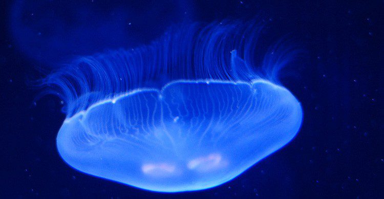 Las temidas medusas presentes en las playas (Fuente: Josep Toledo / Flickr)