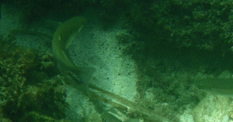 Menorca, un lugar estupendo para hacer tu bautismo de buceo (Fuente: Berna I Puri Puri y Berna / Flickr)