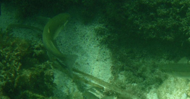 Menorca, un lugar estupendo para hacer tu bautismo de buceo (Fuente: Berna I Puri Puri y Berna / Flickr)