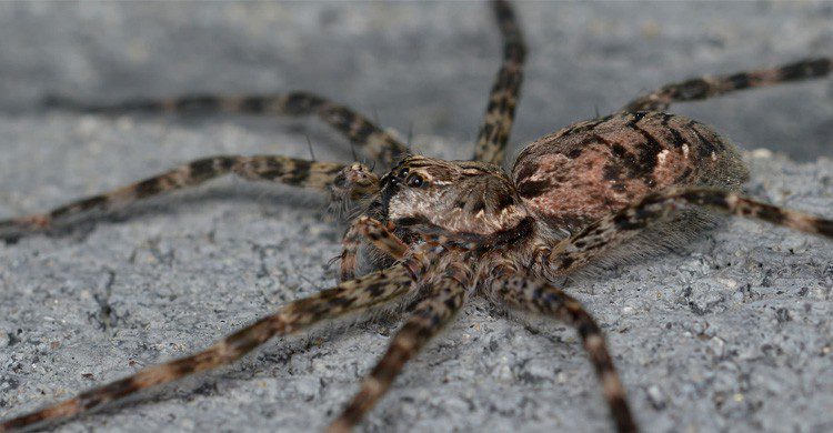 El pez araña, un bicho que da miendo en la playa (Fuente: Ryan Hodnett / Flickr)