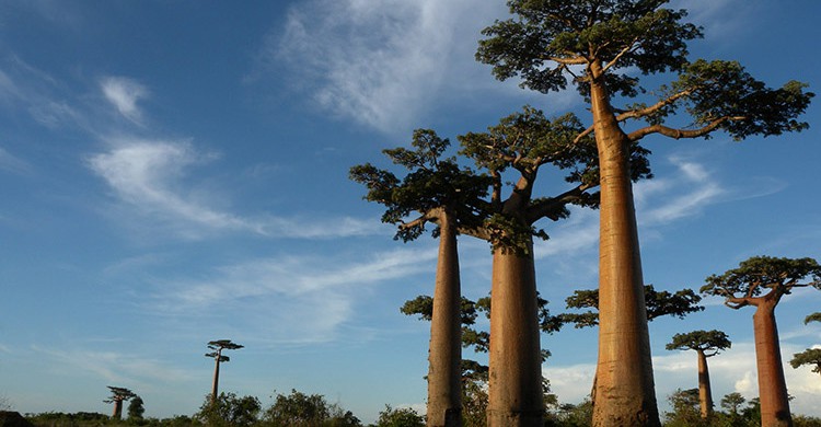 Varios baobabs en Madagascar