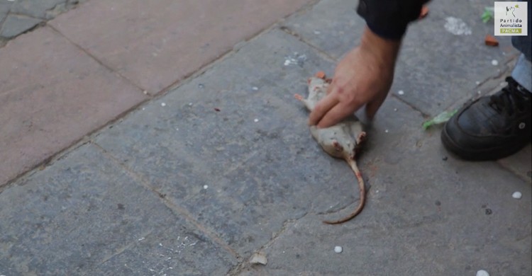 Alguien coge una rata muerta del suelo (Frame de un vídeo de PACMA)
