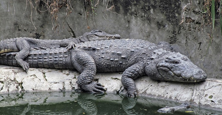 Una pareja de cocodrilos abrazados descansa