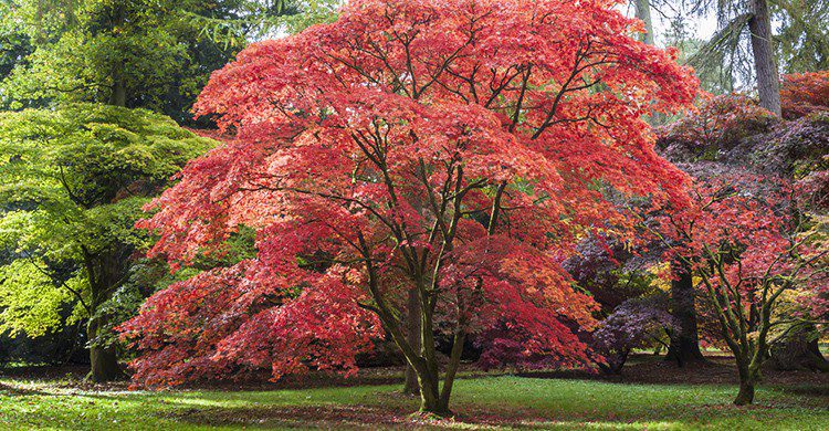 Arce japonés en Oregon