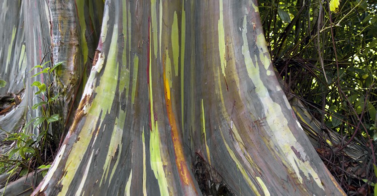 Tronco multicolor de un eucalipto arco-íris