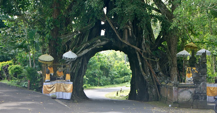 Una calle atraviesa el árbol Bunut Bolong en Bali