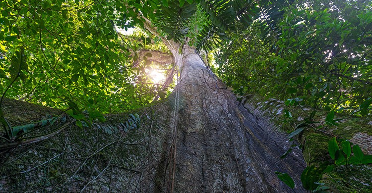 Ceiba en la floresta amazónica