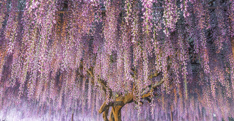 Glicinias en el jardines Kawachi Fuji, Japón