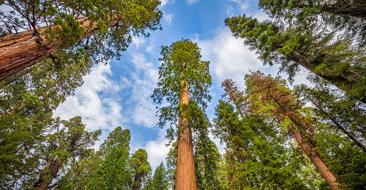 Secuoyas gigantes en el Parque Estatal Redwood Humboldt, en California