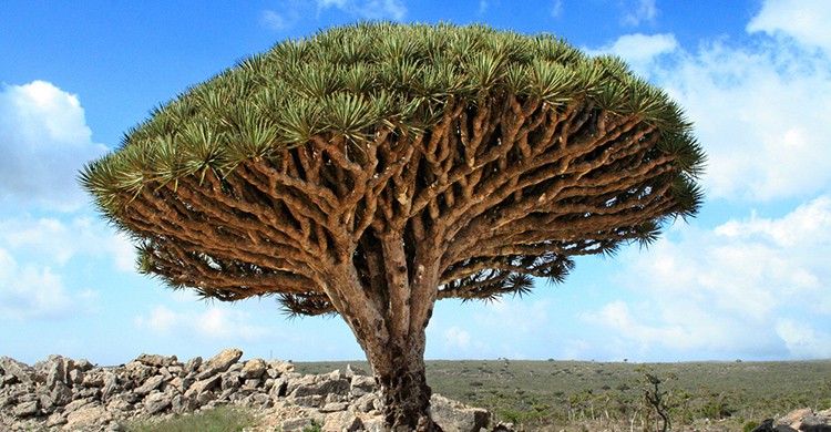 Árbol Sangre de dragón