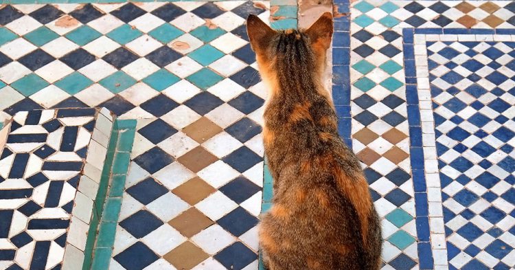 Los bonitos azulejos del Palacio de la Bahía de Marrakech (Fuente: Barbara Piancastelli / Flickr)