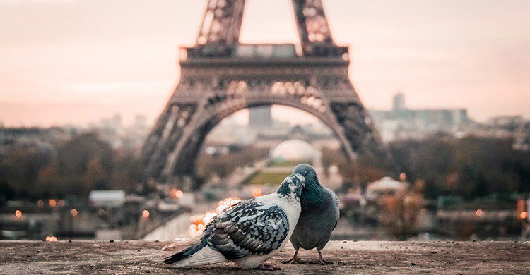 Dos aves delante de la Torre Eiffel