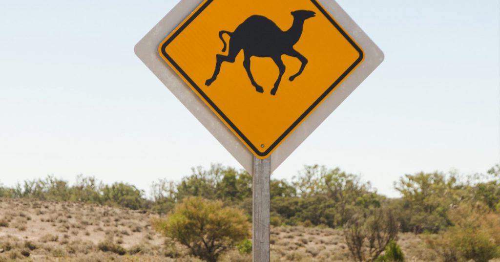imagen cuidado camellos