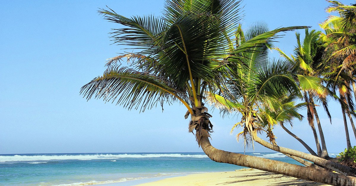 Palmeras en la playa de Cuba