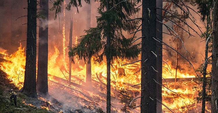 Un incendio arrasa un bosque