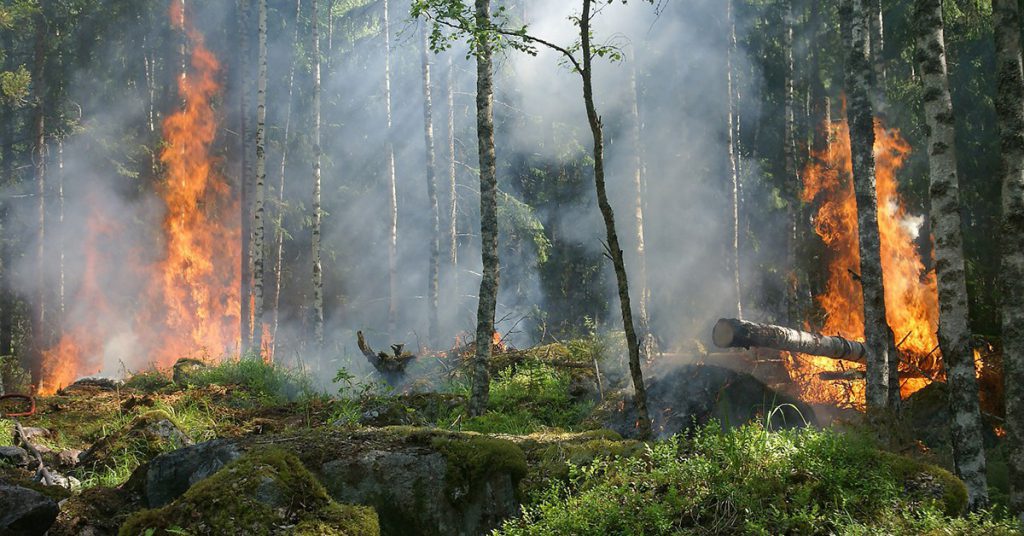 Sigue leyendo Los 7 incendios más demoledores de España