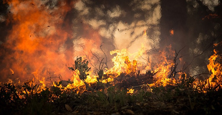 Un incendio arrasa un bosque