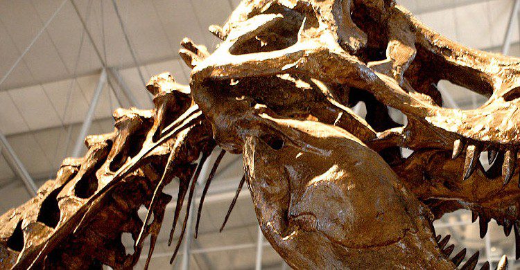 ¿Aún no has visto al Tyrannosaurus Rex? (Fuente: Kabacchi / Flickr)
