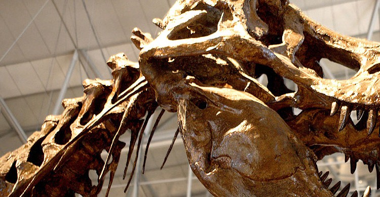 ¿Aún no has visto al Tyrannosaurus Rex? (Fuente: Kabacchi / Flickr)