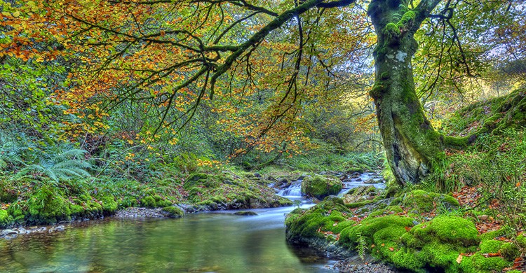 Paisaje del Bosque de Muniellos, Asturias