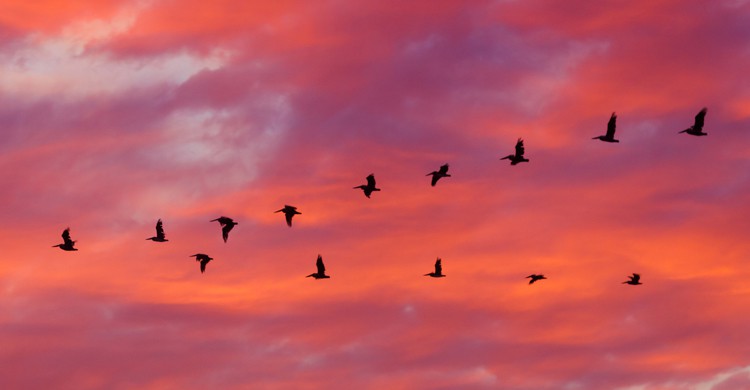 choque de pajaro con avion